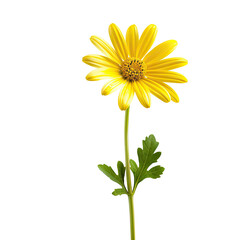 Bright yellow flower with green stem