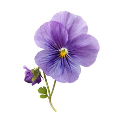 Close-up of a vibrant purple pansy with delicate petals and a yellow center. Two small buds accompany the flower