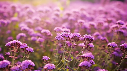 A vibrant field of purple flowers with a blurred background, creating a soft, dreamy atmosphere.