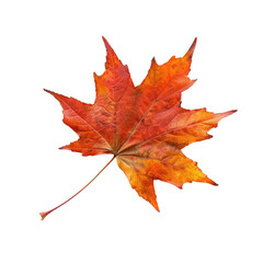 Obraz premium Isolated autumn maple leaf, vibrant orange-red hue, sharply defined edges against a black background