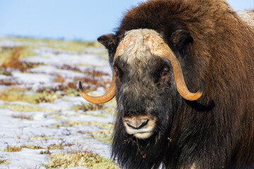 A Musk Ox in Dovrefjell National Park, Norway, surrounded by snow and vegetation, with its impressive horns.