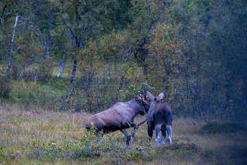 Moose grazing in the wild in Lofoten Islands, Norway, surrounded by autumn vegetation and trees.