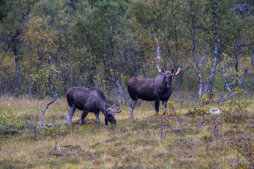 Moose grazing in the wild in Lofoten Islands, Norway, surrounded by autumn vegetation and trees.