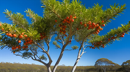Bright blue skies highlight the ripening quandong fruits and green leaves of a native Australian tree