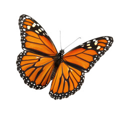 Fototapeta premium Monarch butterfly, vibrant orange wings, black markings, detailed illustration, isolated on black background