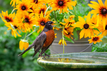 Robin bird at birdbath. Flowers in background 
