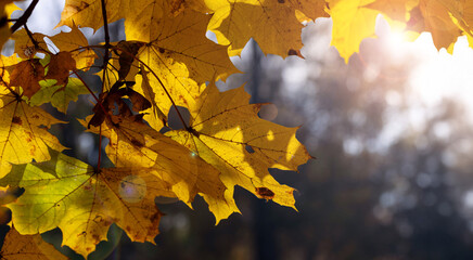 Jesienne Liście Klonu w porannym słońcu
