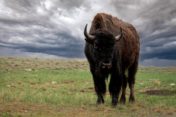 buffalo in the field with cloudy dramatic sky