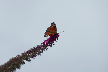 European peacock butterfly (Aglais io) perched on summer lilac in Zurich, Switzerland