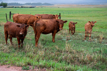 cows in the field