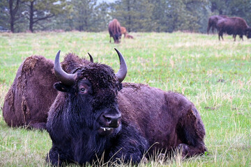 buffalo in the field