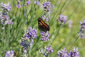 Small tortoiseshell butterfly (Aglais urticae) perched on lavender in Zurich, Switzerland