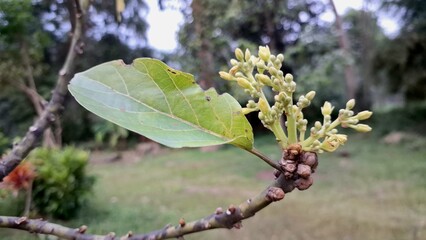 Green Avocado Blossoms, Future Fruit of Healthy Persea Americana Plant, Nature's Growth and Organic Farming