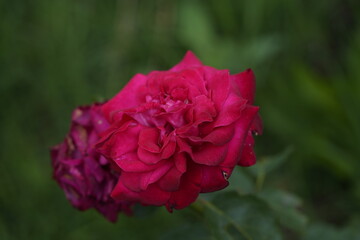 quantum Cambridge valentine roses on different scales and with macro photography
