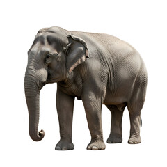 Obraz premium Isolated Asian elephant standing on black background