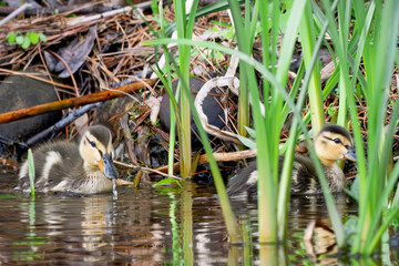 Baby Ducks in water