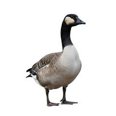 Canada Goose isolated on black background