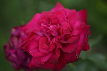 quantum Cambridge valentine roses on different scales and with macro photography