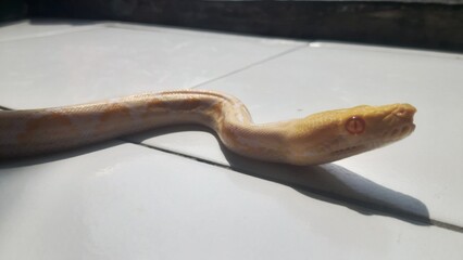 Reticulated Amelanistic Snake, a non-venomous snake known for its light brown and yellowish brown coloration with darker markings, is a popular pet due to its manageable size and docile nature.