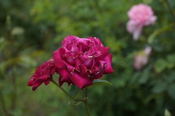 quantum Cambridge valentine roses on different scales and with macro photography