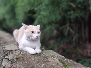 A white cat is sitting on a rock with bamboo trees in the background in a park in the city of Bogor, Indonesia