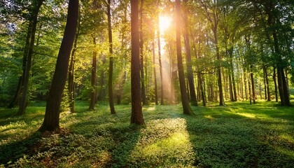 sunlight shining through dense green forest trees with grass and shadows creating peaceful natural scene