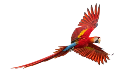 Scarlet macaw flying bird wildlife exotic tropical parrot nature colorful avian ornithology wingspan background
