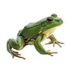Fototapeta premium Green frog against dark background portrait