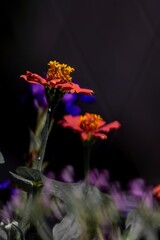 Vibrant Orange Zinnias in Bloom Against Dark Backdrop