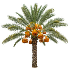 A mature date palm tree laden with clusters of ripe orange fruit displays its characteristic green fronds isolated on white or transparent background. PNG