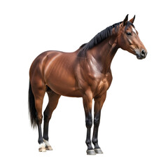 Obraz premium Majestic horse portrait on a black background
