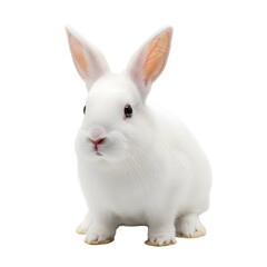 A pristine white rabbit sits upright, facing forward with its ears perked, against a clean, bright background.