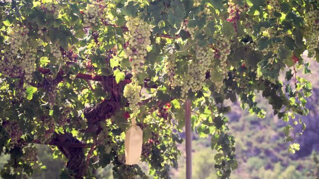 Beautiful bunches of grapes hanging from a vine