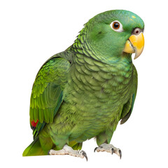 Green parrot with yellow beak portrait