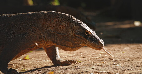 Komodo dragon flicking its forked tongue while walking through the lush jungle of Komodo national park, Indonesia, basking under the warm sunlight on a beautiful day