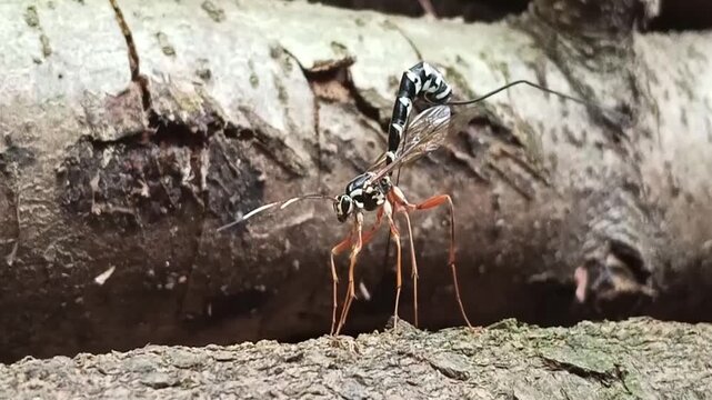 Rhyssa persuasoria, a parasitic ichneumon wasp, on a tree trunk. The insect uses its long ovipositor to drill into wood in search of host larvae. Captured in natural forest environment.