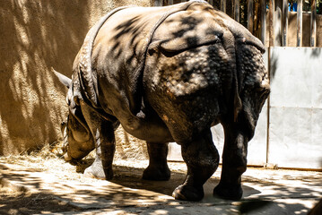 Rhino's Back