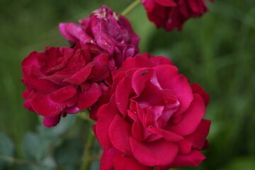 quantum Cambridge valentine roses on different scales and with macro photography