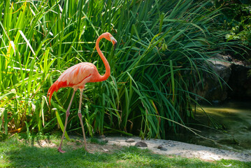 Lonely Flamingo