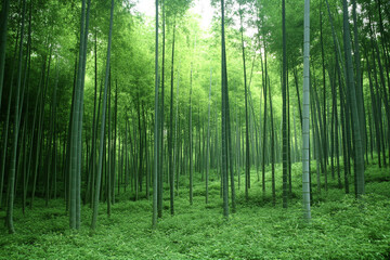 Fototapeta premium Serene bamboo forest with towering stalks