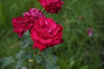 quantum Cambridge valentine roses on different scales and with macro photography