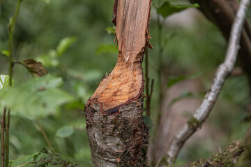 Fototapeta premium Close-up of beaver bite marks on tree trunk in forest 