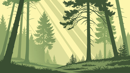 Sunbeams filter through a dense forest of pine trees