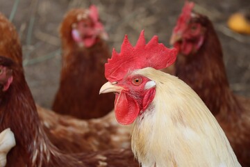 white Rooster