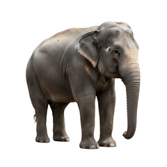 Obraz premium Asian elephant isolated on black background