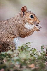squirrel eating nut with background bokeh effect