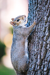 squirrel climbing on a tree