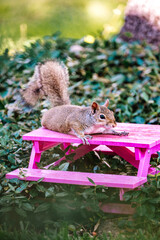 squirrel resting on a toy picnic table