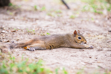 squirrel cooling off sprawled out on the ground