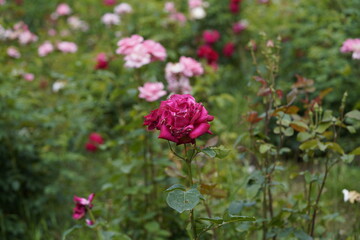 quantum Cambridge valentine roses on different scales and with macro photography